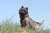 CAIRN TERRIER 295